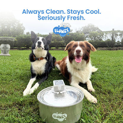 Automatic water sensor pet drinking machine for cats and dogs. Continuous circulating fresh water intelligent drinking machine.