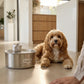 Automatic water sensor pet drinking machine for cats and dogs. Continuous circulating fresh water intelligent drinking machine.